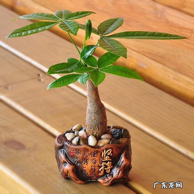 家居风水植物 房间风水植物有哪些