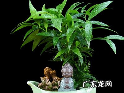 竹柏的风水作用 竹柏盆景用什么呀