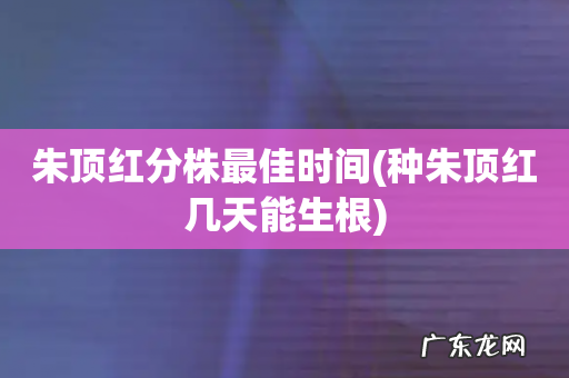 种朱顶红几天能生根 朱顶红分株最佳时间