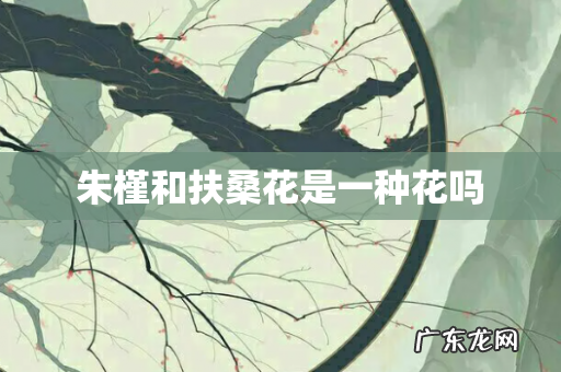 朱槿和扶桑花是一种花吗