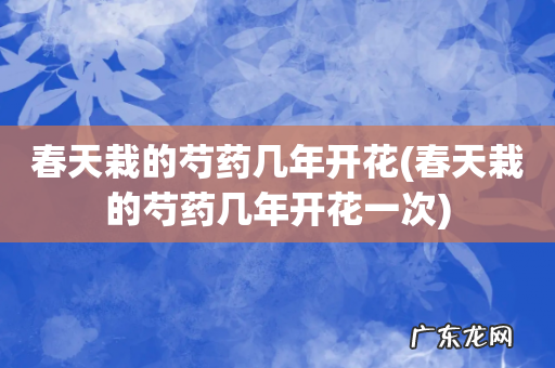 春天栽的芍药几年开花一次 春天栽的芍药几年开花