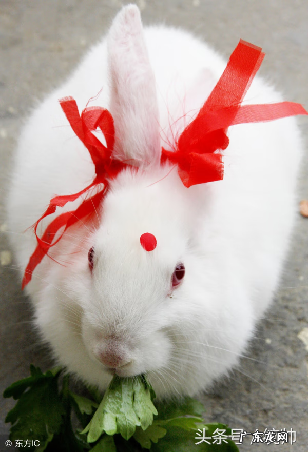 风水中兔子代表什么 木兔子风水