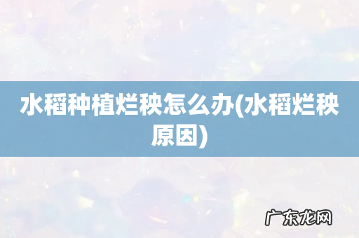 水稻烂秧原因 水稻种植烂秧怎么办