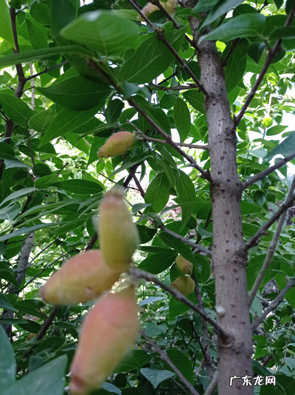 腊梅果可以当种子吗 腊梅果实