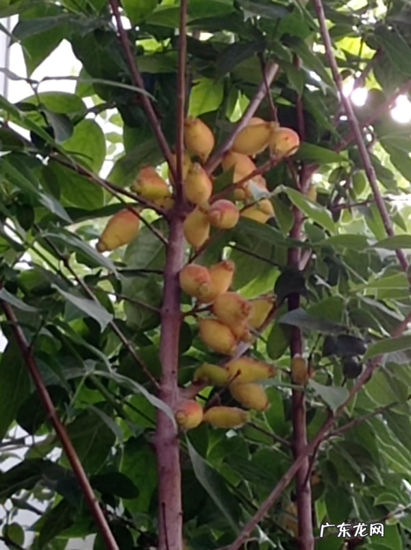 腊梅果可以当种子吗 腊梅果实