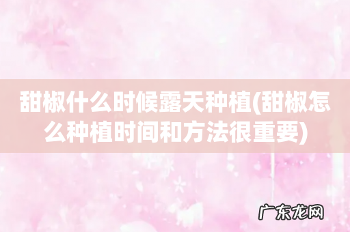 甜椒怎么种植时间和方法很重要 甜椒什么时候露天种植