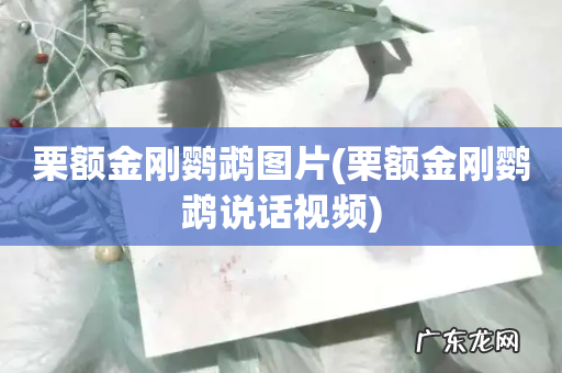 栗额金刚鹦鹉说话视频 栗额金刚鹦鹉图片