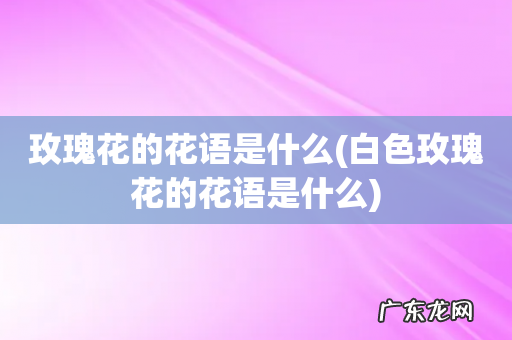 白色玫瑰花的花语是什么 玫瑰花的花语是什么