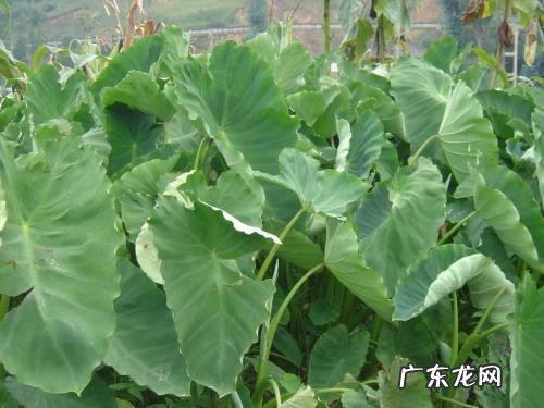 芋头的作用和功效 芋头的营养价值有哪些