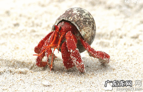 寄居蟹认人吗 寄居蟹吃什么食物