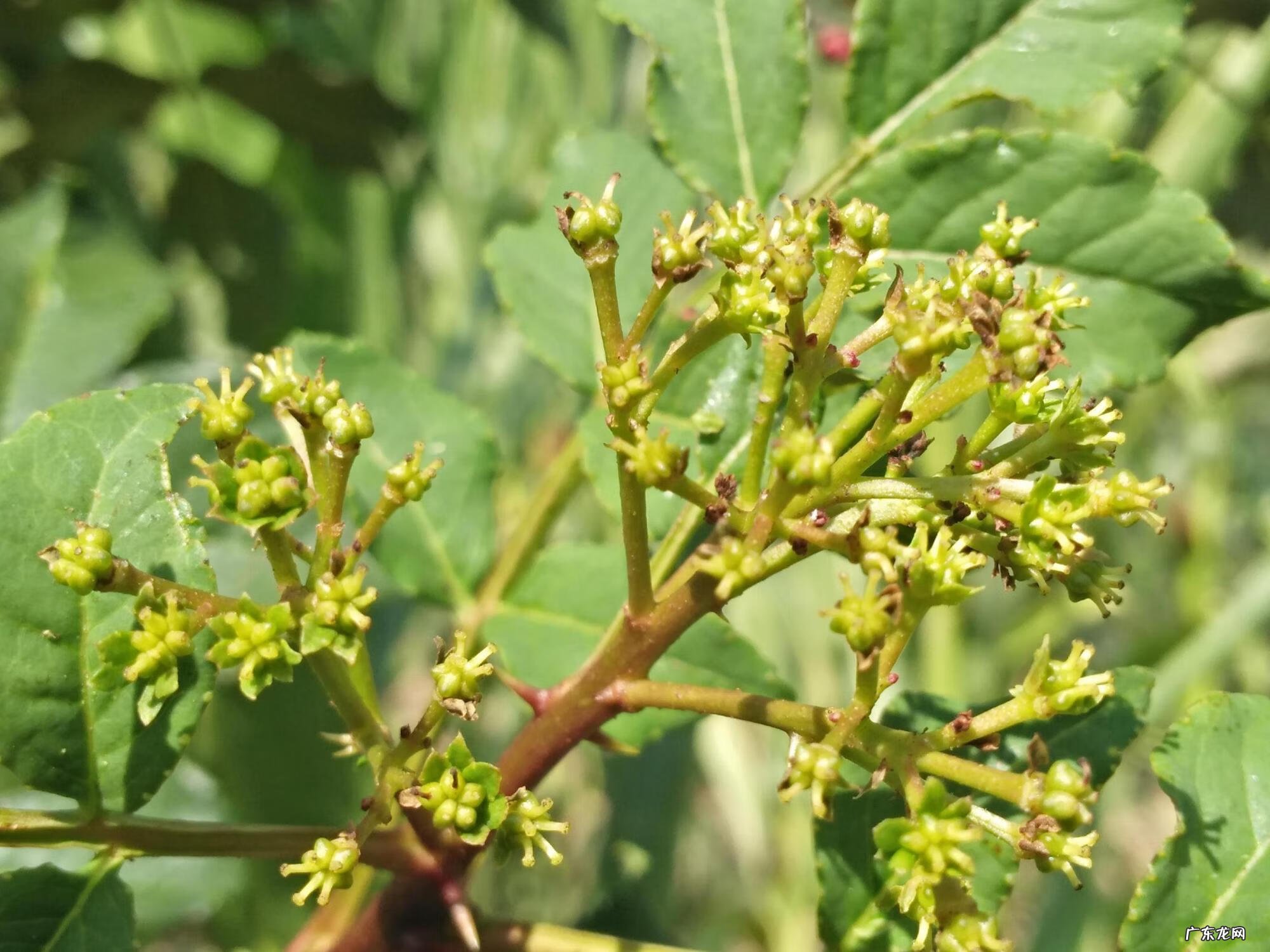 花椒树栽院内风水不好吗 楼顶种花椒树风水好不好