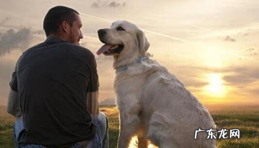 什么人不适合养狗风水 什么样的狗不能养风水