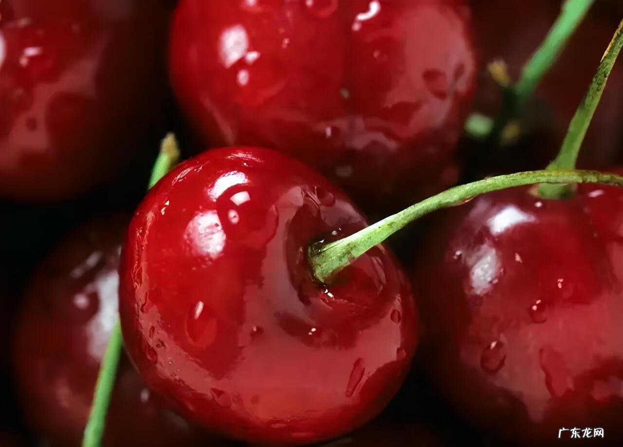 葡萄的英语单词是什么 葡萄的英语单词叫什么