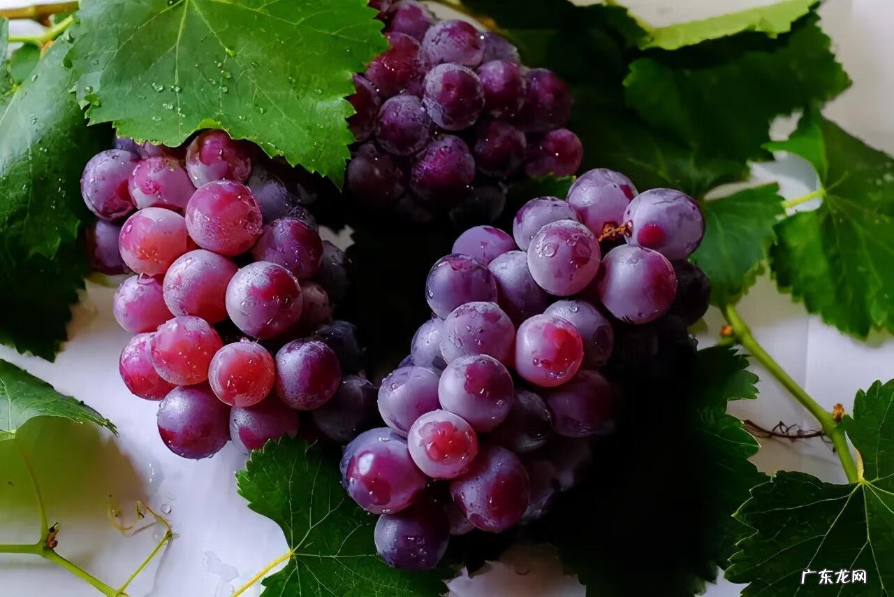 葡萄的英语单词是什么 葡萄的英语单词叫什么