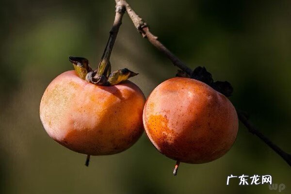 吃柿子不能吃什么食物相克 吃柿子不能吃什么呀