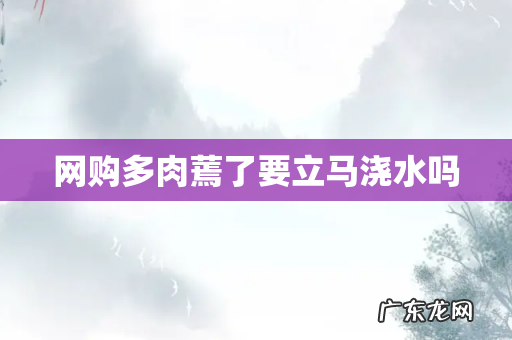 网购多肉蔫了要立马浇水吗