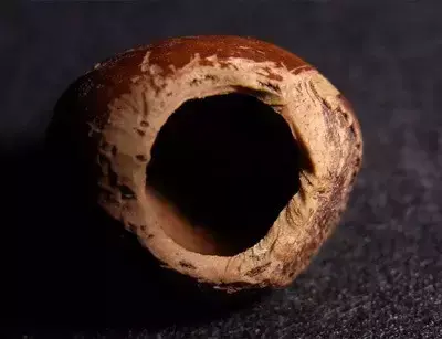 榛睡鼠与西班牙睡鼠 榛睡鼠可以养吗