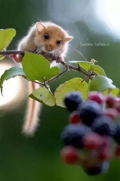 榛睡鼠与西班牙睡鼠 榛睡鼠可以养吗