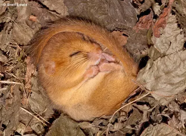 榛睡鼠与西班牙睡鼠 榛睡鼠可以养吗