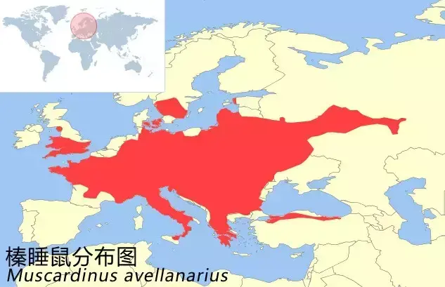 榛睡鼠与西班牙睡鼠 榛睡鼠可以养吗