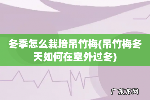吊竹梅冬天如何在室外过冬 冬季怎么栽培吊竹梅