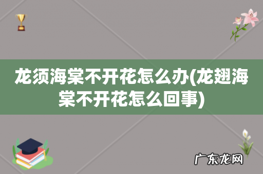 龙翅海棠不开花怎么回事 龙须海棠不开花怎么办