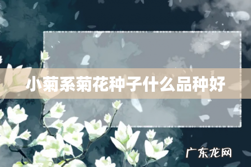 小菊系菊花种子什么品种好