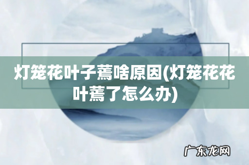 灯笼花花叶蔫了怎么办 灯笼花叶子蔫啥原因