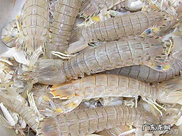 怀孕28周能吃皮皮虾吗 孕妇可以吃皮皮虾吗