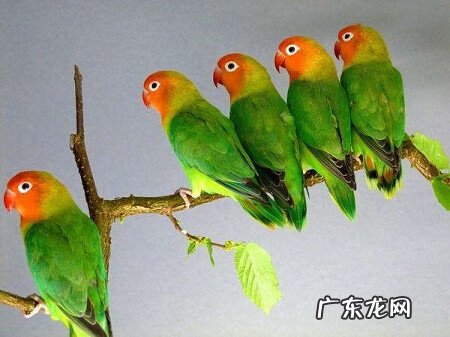 家养的小鸟都有哪几种 家中养小鸟的风水