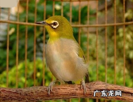 家养的小鸟都有哪几种 家中养小鸟的风水