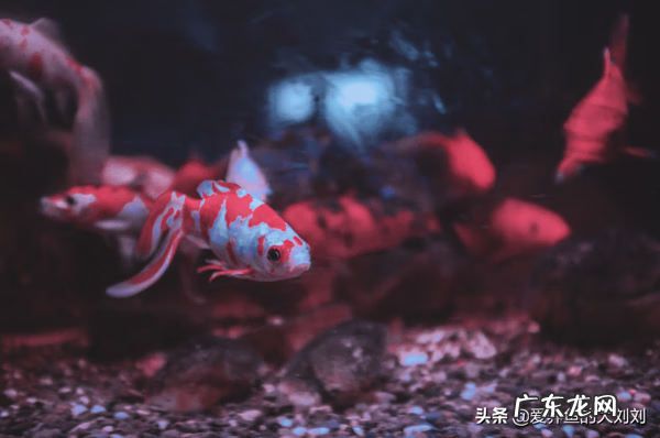 鱼缸需要关灯吗 鱼缸能关灯吗