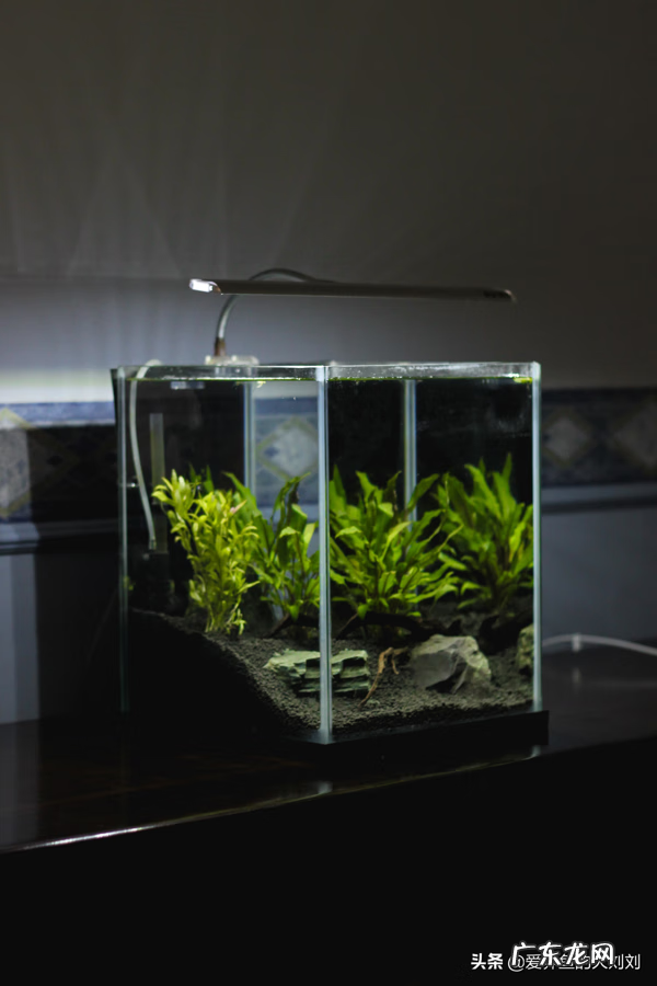 鱼缸需要关灯吗 鱼缸能关灯吗