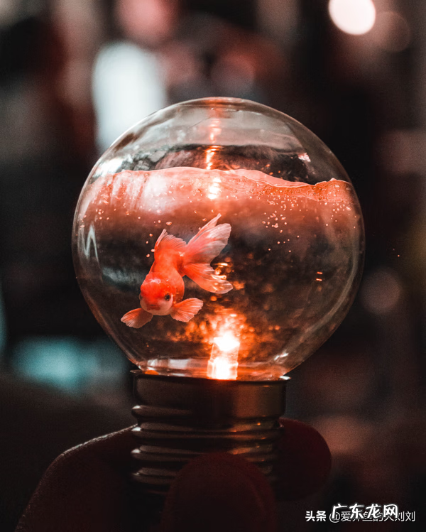 鱼缸需要关灯吗 鱼缸能关灯吗