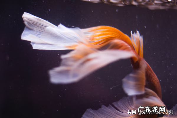 鱼缸需要关灯吗 鱼缸能关灯吗