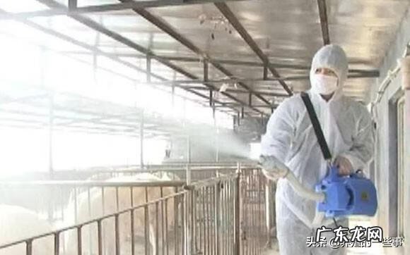 愤怒的小鸟的猪叫什么 令蜗愤怒的猪