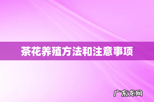 茶花养殖方法和注意事项