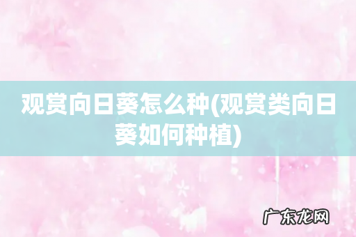 观赏类向日葵如何种植 观赏向日葵怎么种