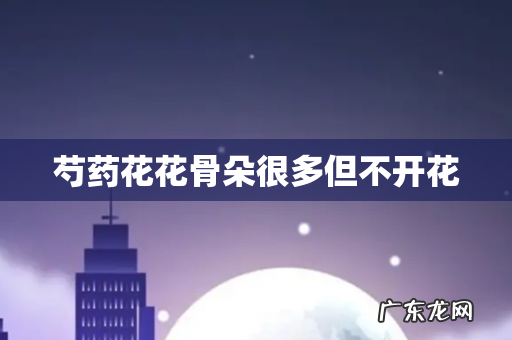 芍药花花骨朵很多但不开花