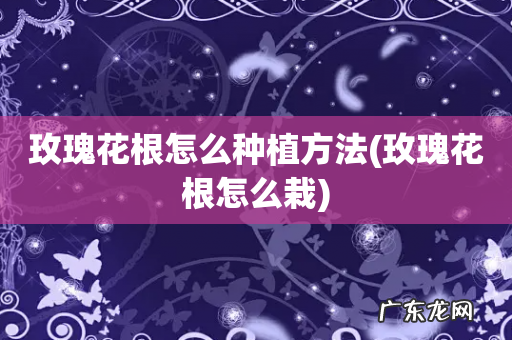 玫瑰花根怎么栽 玫瑰花根怎么种植方法