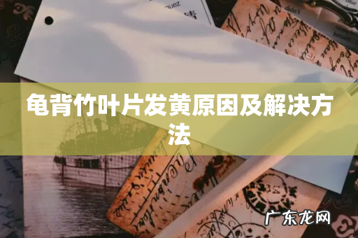 龟背竹叶片发黄原因及解决方法