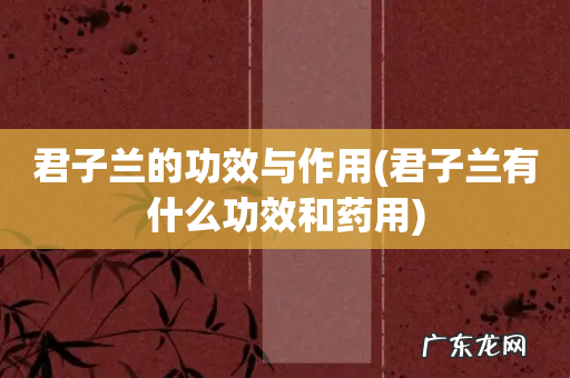 君子兰有什么功效和药用 君子兰的功效与作用