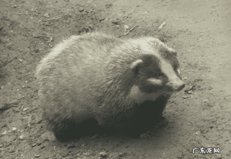 贝吉獾唇膏 贝吉獾是什么动物