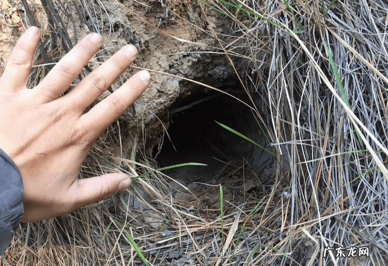 贝吉獾唇膏 贝吉獾是什么动物
