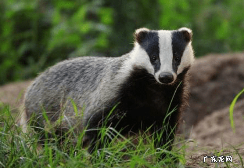 贝吉獾唇膏 贝吉獾是什么动物