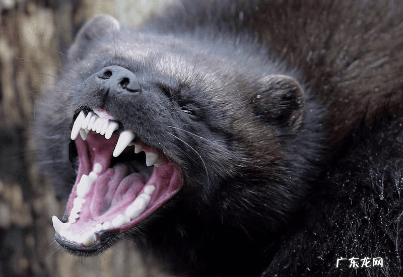 贝吉獾唇膏 贝吉獾是什么动物