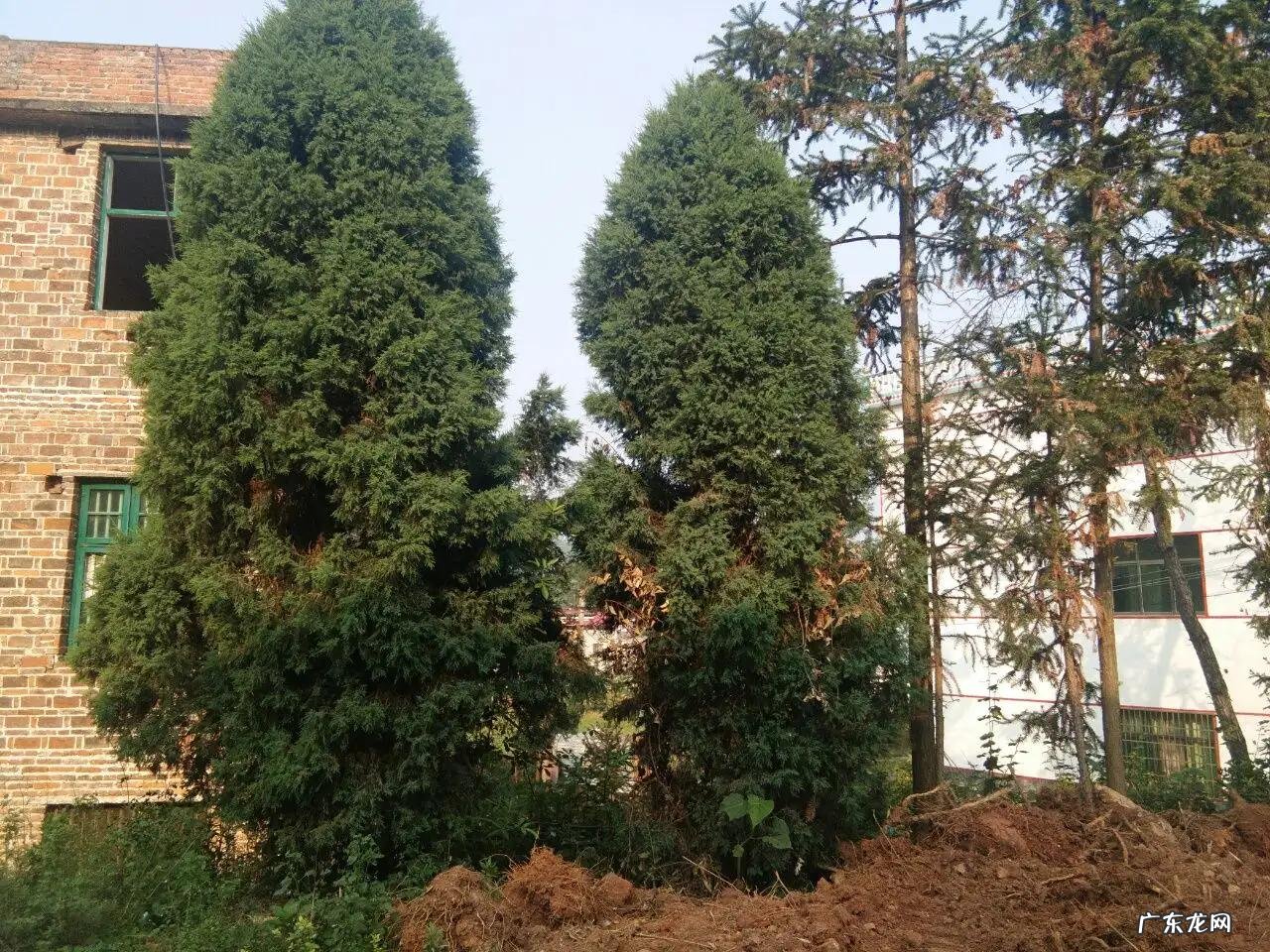 松柏树叶子煮水喝功效 松柏树的风水作用