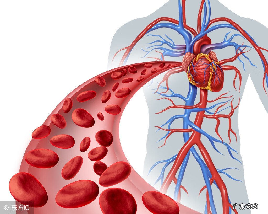 红丹参和紫丹参哪种好 红丹参