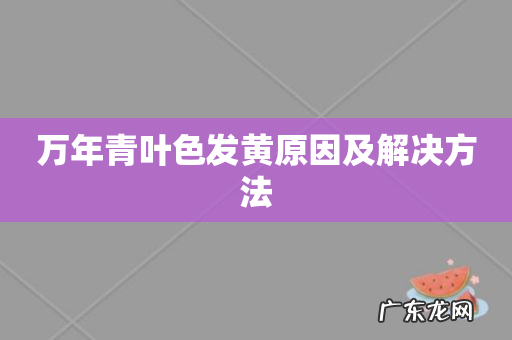 万年青叶色发黄原因及解决方法
