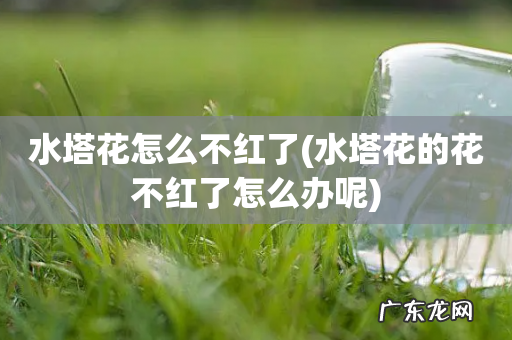 水塔花的花不红了怎么办呢 水塔花怎么不红了